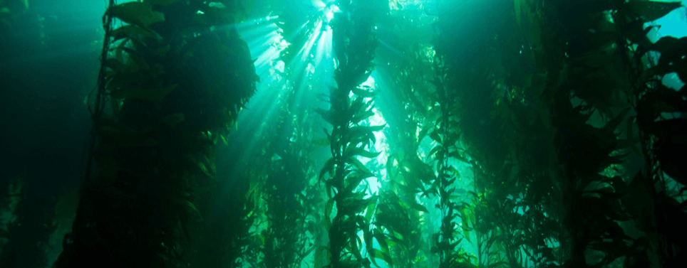 A vibrant kelp forest teeming with marine life at the Kelp Forest National Marine Sanctuary