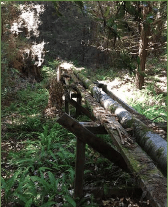 A wooden bridge spans a serene forest