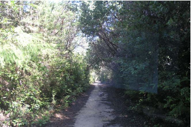 A dirt path winding through