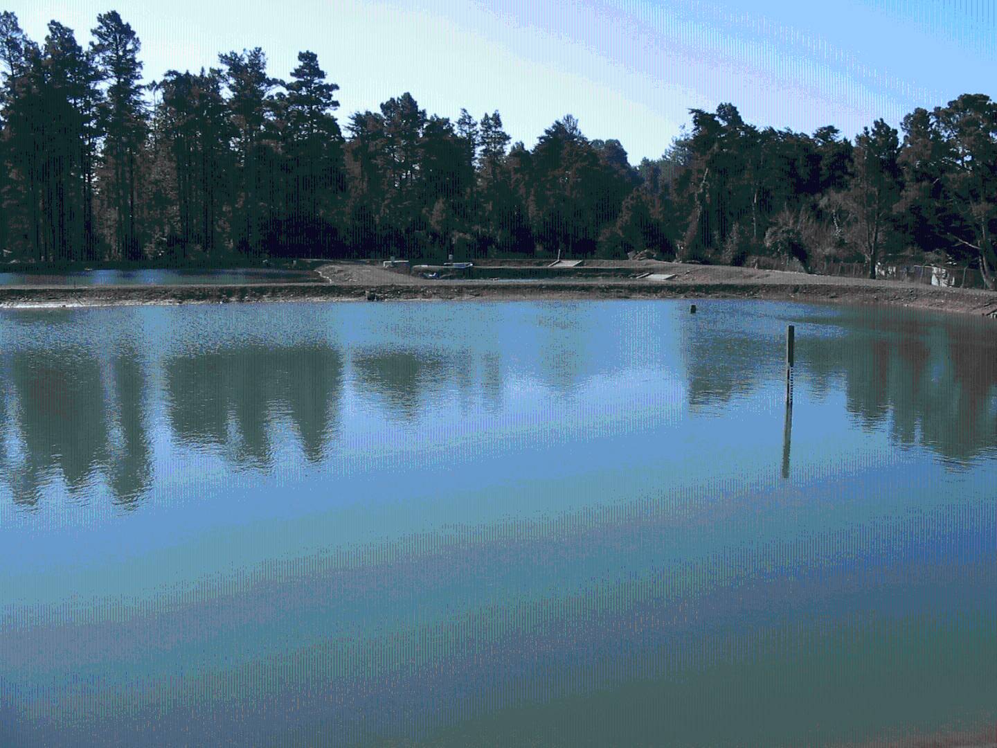 A peaceful pond scene showcasing a wooden pole in the center