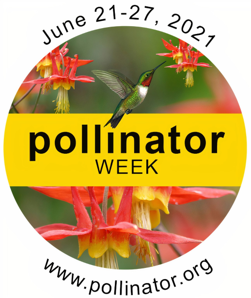 Pollinator  -1